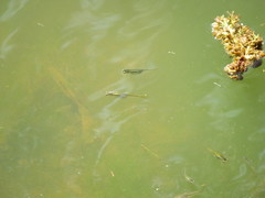 Cnesterodon decemmaculatus