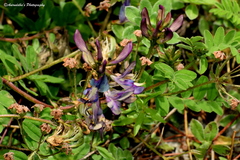 Astragalus himalayanus