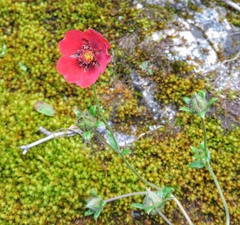Potentilla nepalensis
