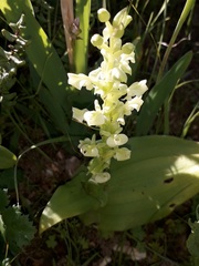 Pterygodium volucris