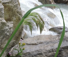 Calamagrostis emodensis