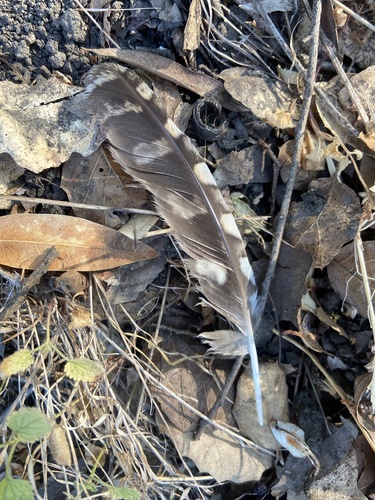 View observation of {o.common_name} on iNaturalist