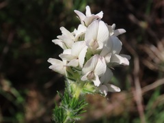 Aspalathus cephalotes cephalotes