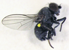 Neoleucopis tapiae