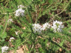 Aspalathus cephalotes cephalotes