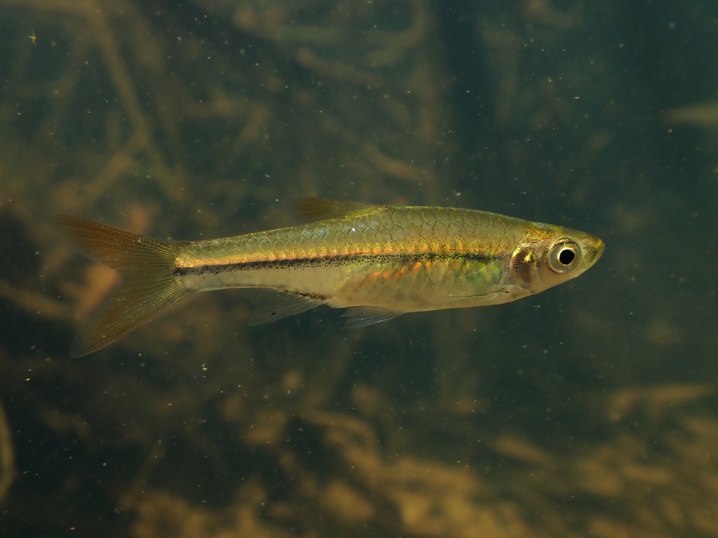 Meinken's rasbora (Rasbora meinkeni) — Cyprinidae
