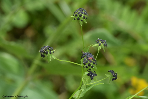 Bupleurum longicaule, 2019-08-30