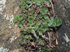 Asplenium subglandulosum