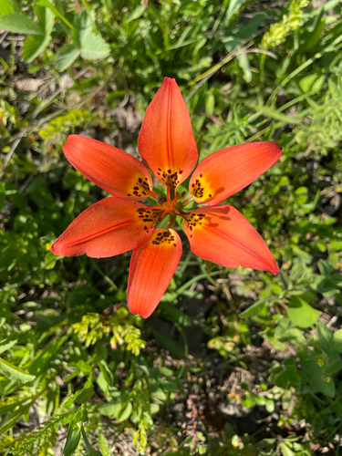 Wood Lily