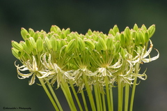 Selinum