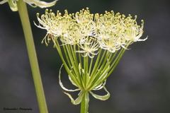 Selinum