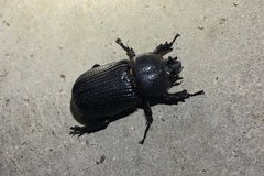 Hemiphileurus illatus