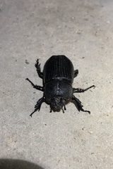 Hemiphileurus illatus