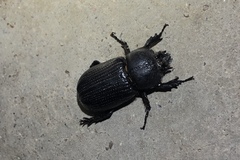 Hemiphileurus illatus