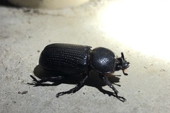 Hemiphileurus illatus