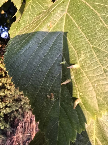 Red Nail Gall Mite, 5036 NA Tilburg, Nederland, photo 10 of 10