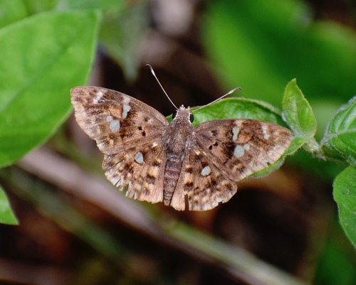Hyaline Dotted Elfin photo 3