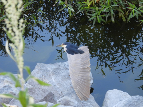 iNaturalist observation photo of Black-crowned Night Heron