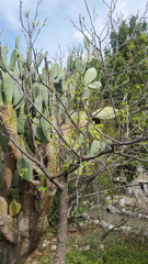 Opuntia robusta