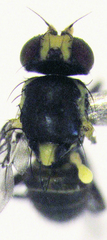 Liriomyza watti