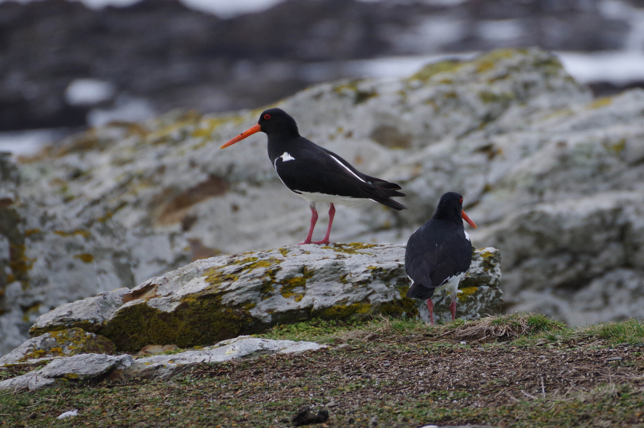 South Island Oystercatcher illustration