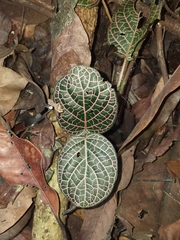 Fittonia albivenis