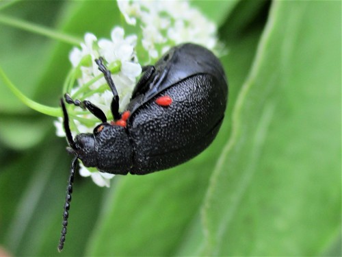 black-punctured leaf beetle, photo 2 of 10