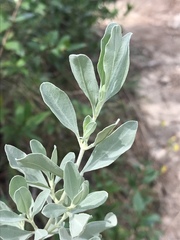Cistus halimifolius