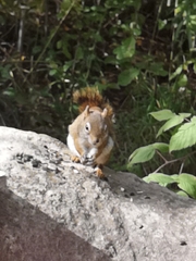 Tamiasciurus hudsonicus