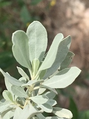 Cistus halimifolius