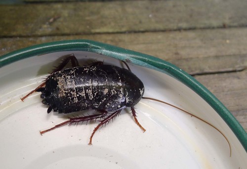 Oriental Cockroach
