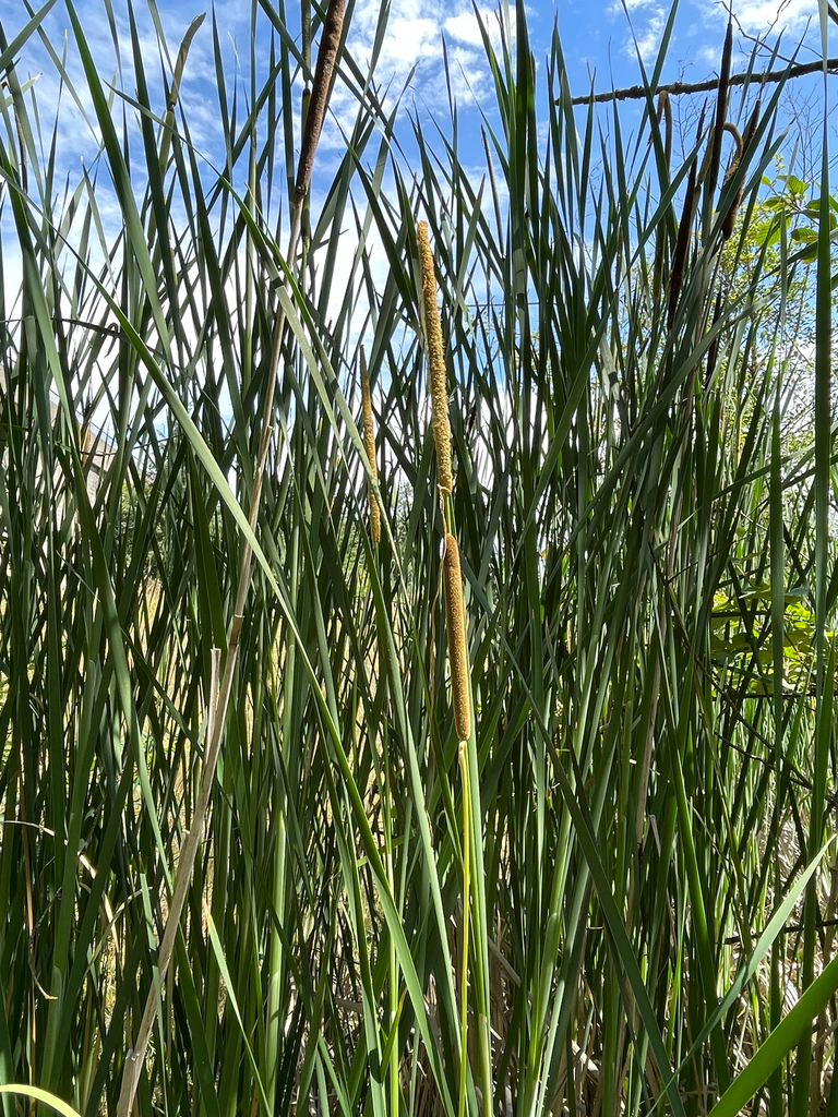 Bồn bồn Nam Bộ – Typha angustifolia