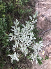 Cistus halimifolius