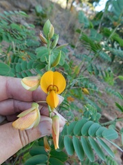 Aeschynomene megalophylla