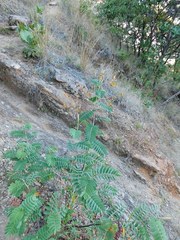 Aeschynomene megalophylla