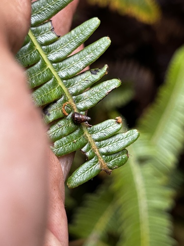 Auriculella observed 2025-07-01