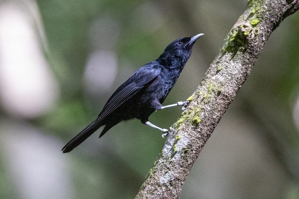 Tahiti Monarch (Pomarea nigra) photo