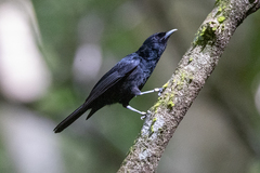 Tahiti Monarch photo 1