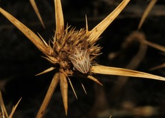 Ancyrosoma leucogrammes