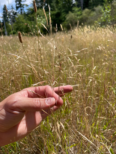 North Africa Grass (Ventenata dubia)