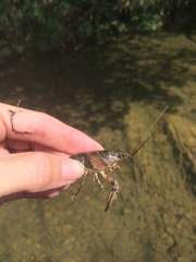 Faxonius erichsonianus