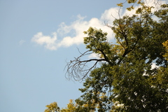 Setophaga coronata auduboni