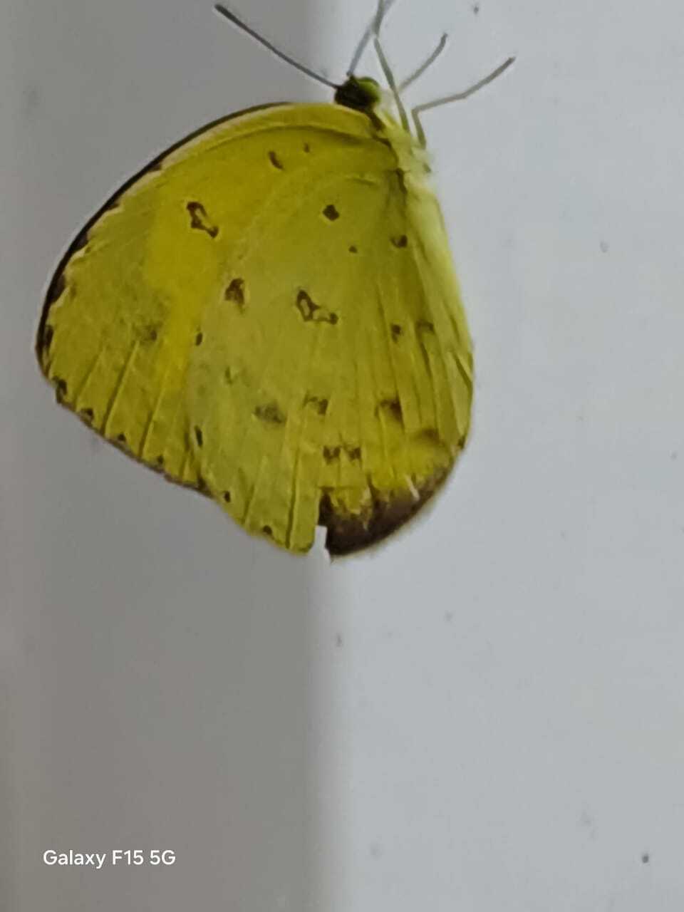 Common Grass Yellow