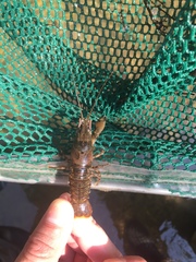 Faxonius erichsonianus