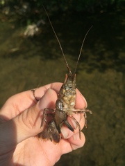 Faxonius erichsonianus