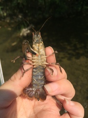 Faxonius erichsonianus