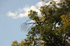 Setophaga coronata auduboni