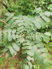 Comocladia macrophylla