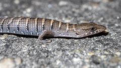 Central Peninsular Alligator Lizard photo 2