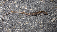 Central Peninsular Alligator Lizard photo 3